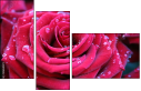 30650072
