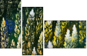 32753378