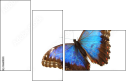 36681830