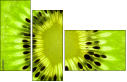 39788047