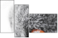 41365560