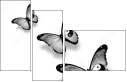 42537223