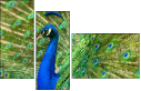 43782837