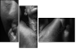 45026445