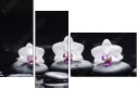 49632370
