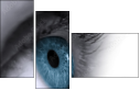 49921743