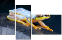 50366264