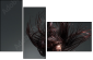 52116617