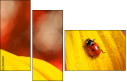55820987