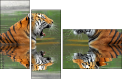 59476374