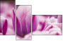 59655482
