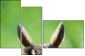 63805438