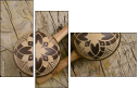63872265