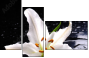 64347544
