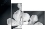 64479255