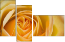 64954045