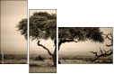 67091095