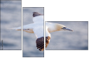68956186