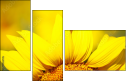 70553705