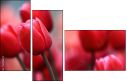76096373