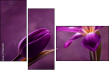 79035921