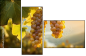 816736587