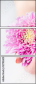 127926018
