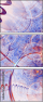 144040243