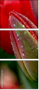 15487800