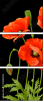 21203923