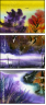 21416871