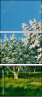 21587802