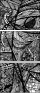 229082617