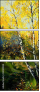 24149025