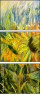 24625631
