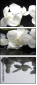 28907767