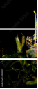 29381007