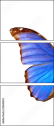 29644334
