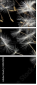 30521892