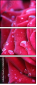 30650072
