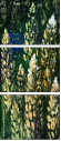 32753378