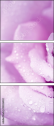 33326432