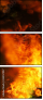 33557057