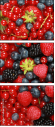 33767405