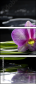 34084516