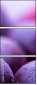 35113931