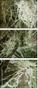 35814407