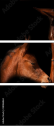 38086864