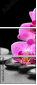40752844