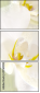 41769892